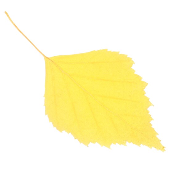 Beautiful autumn leaf on white background