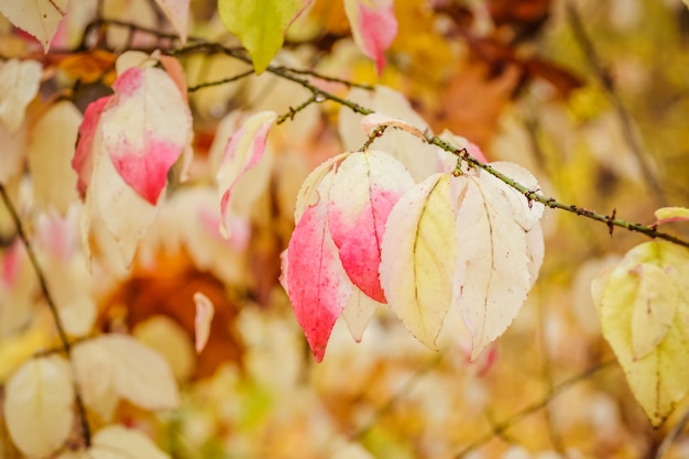 beautiful autumn leaves bright yellow red green magical season in Ukraine