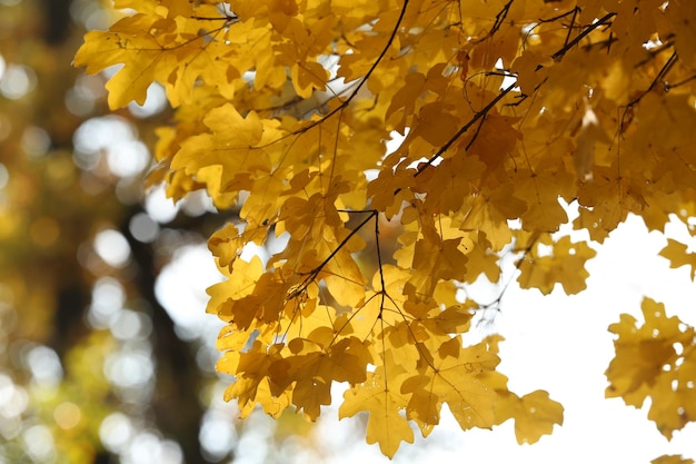 Beautiful autumn leaves closeup