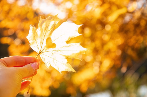 Beautiful autumn leaves. Golden autumn. Selective focus.