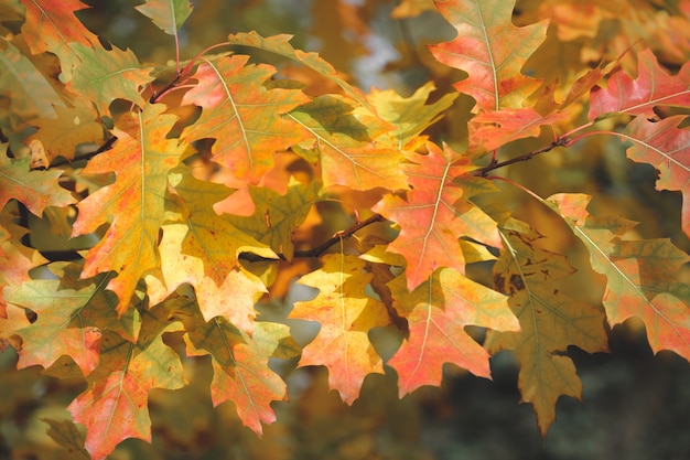 Beautiful Autumn Leaves in the Season Autumn colorful bright Leaves swinging in Autumn colorful