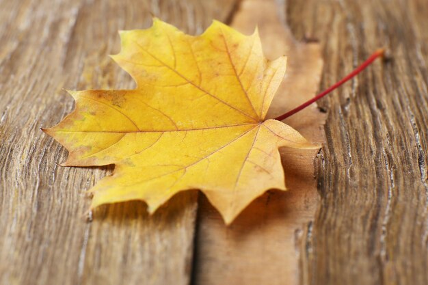 Beautiful autumn leaves on wooden background