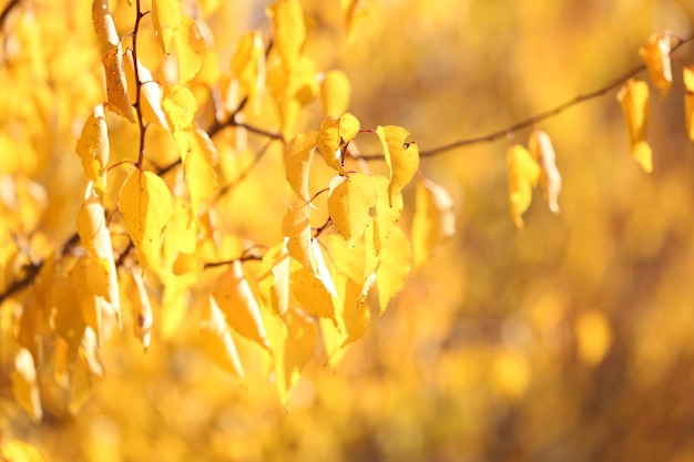 Beautiful autumn leaves