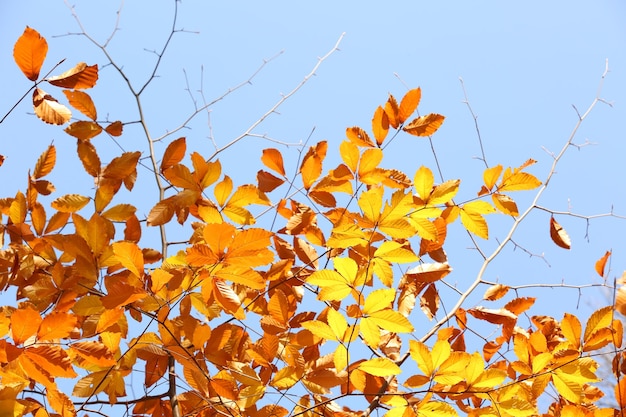 Beautiful autumn leaves