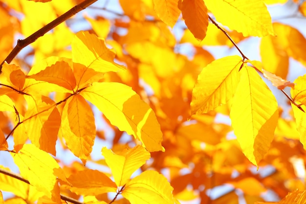 Beautiful autumn leaves