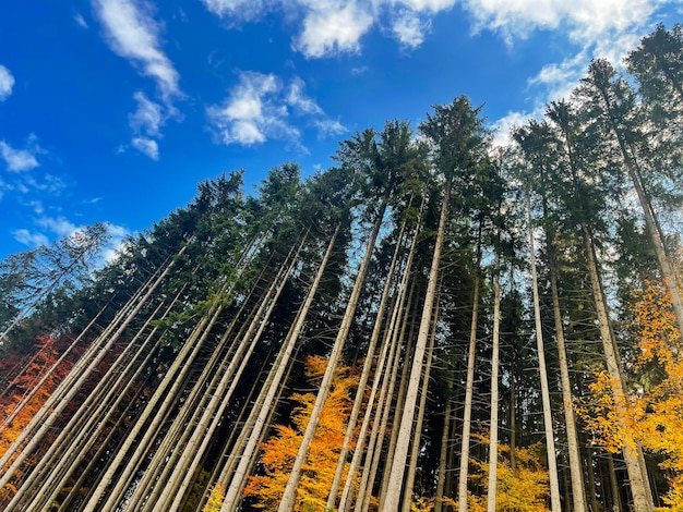 Beautiful autumn morning in a mountain carpathian hill fir forest