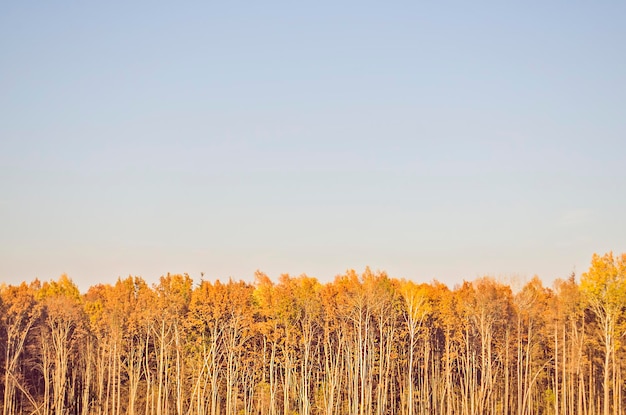 Beautiful autumn nature background Autumn landscape in park with blue sky