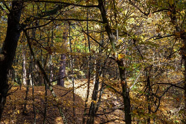 Beautiful autumn nature with falling foliage in midautumn