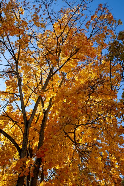 Beautiful autumn nature with falling foliage in midautumn