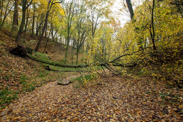 Beautiful autumn nature with falling foliage in midautumn