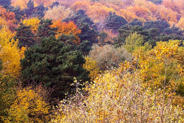 Beautiful autumn nature with falling foliage in midautumn