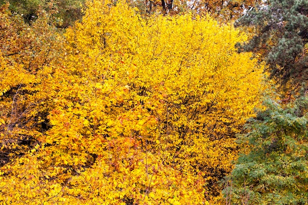 Beautiful autumn nature with falling foliage in midautumn