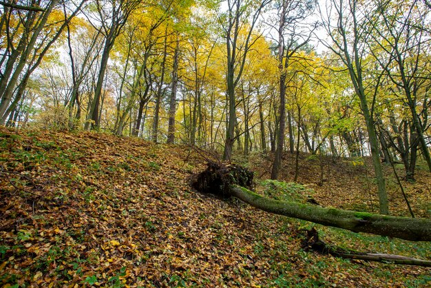 Beautiful autumn nature with falling foliage in midautumn