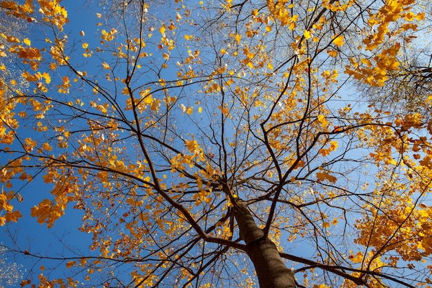 Beautiful autumn nature with falling foliage in midautumn