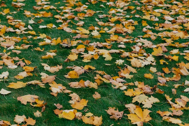 Beautiful autumn outdoor Orange fallen leaves on green lawn in park Copy space for your advertisement or promotion