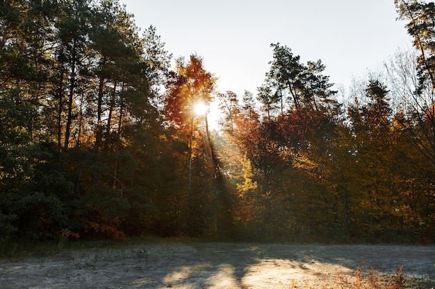 Beautiful autumn park Forest in Autumn