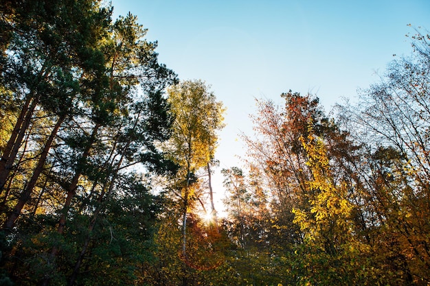 Beautiful autumn park Forest in Autumn