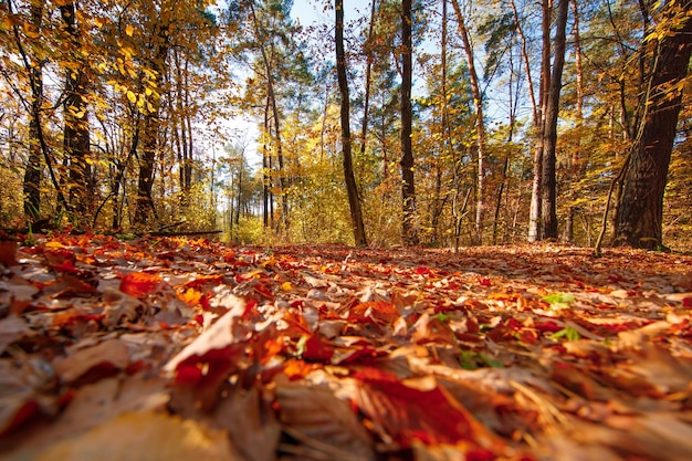 Beautiful autumn park Forest in Autumn