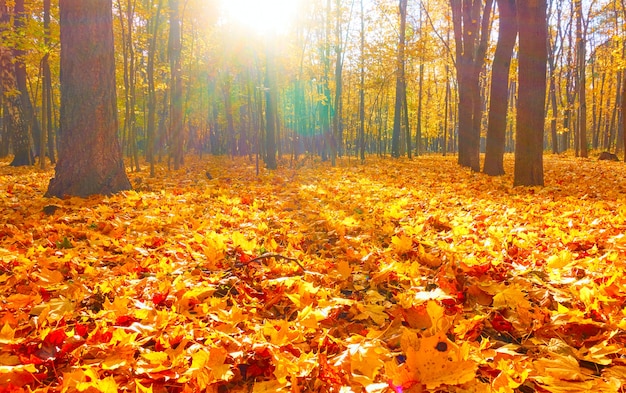 Beautiful autumn park -  Maple trees and yellow fallen leaves. Autumn landscape