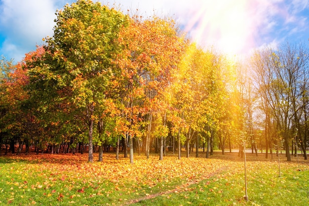 Beautiful autumn park with a carpet of fallen orange leaves maple trees in bright yellow sunlight in nature. Autumn landscape