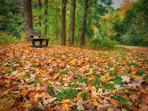 Beautiful autumn park with colorful foliage