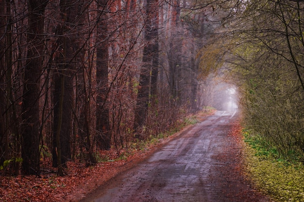 Beautiful autumn romantic tree tunnel Natural tree tunnel in Ukraine