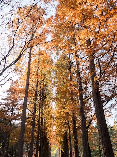 Beautiful autumn scenery of Nami Island in South Korea