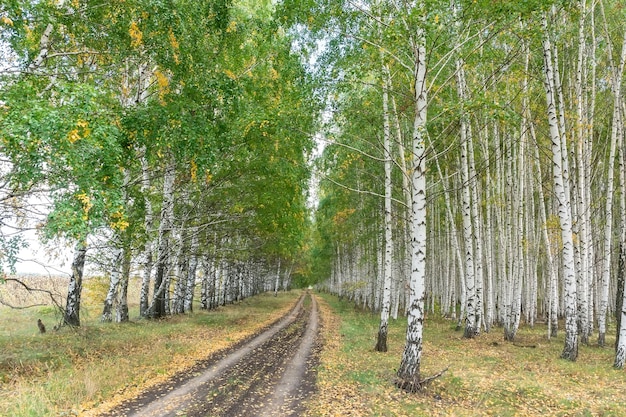 Beautiful autumn scenic landscape with birch copse Birch forest Birch Grove White birch trunks