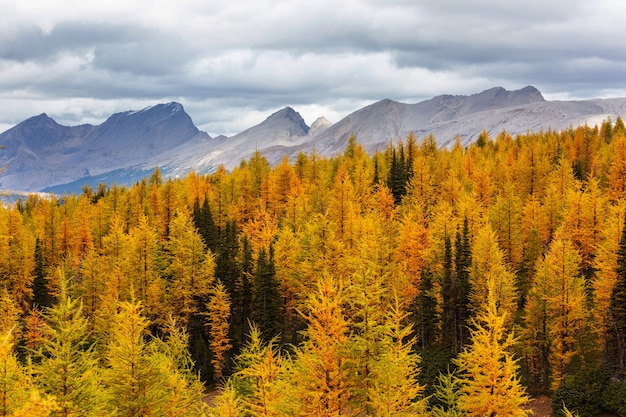 Beautiful autumn season in Canadian mountains. Fall background.