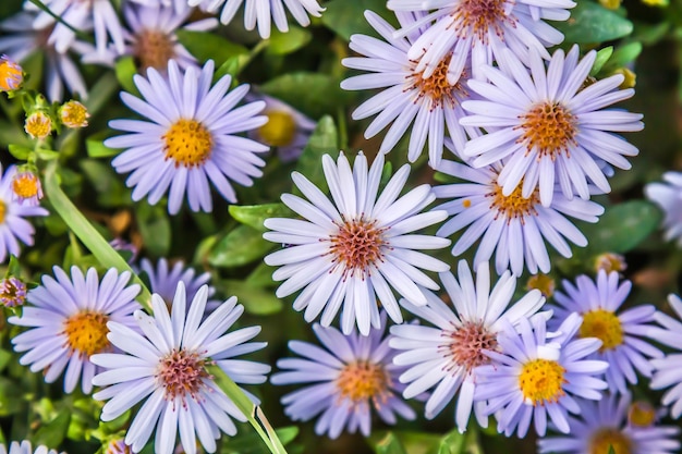 Beautiful autumn september flowers in nature closeup