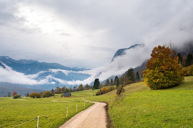 Beautiful autumn tree besides the road in misty mountains