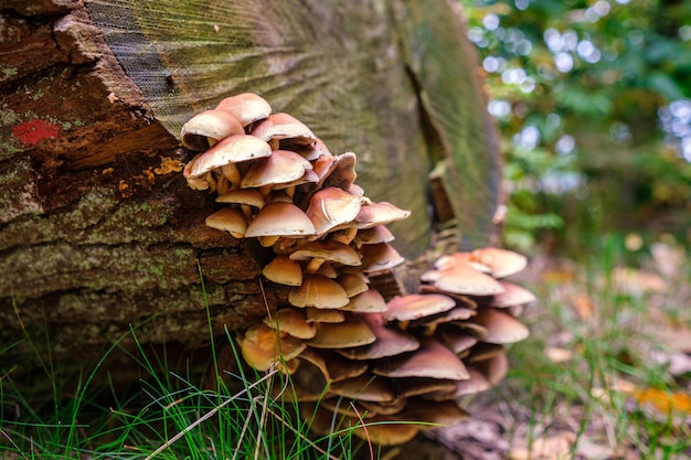 Beautiful autumn tree with mushrooms and moss in forest