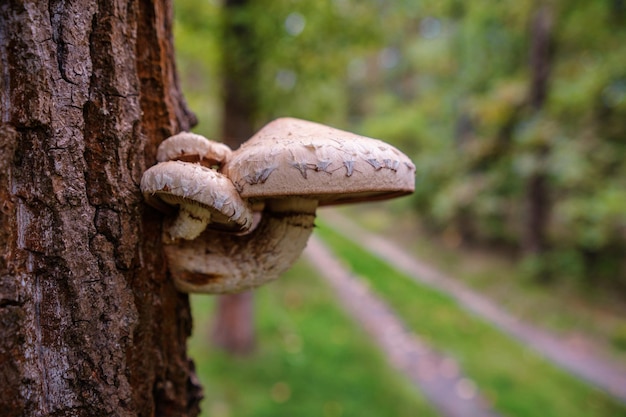 Beautiful autumn tree with mushrooms and moss in forest