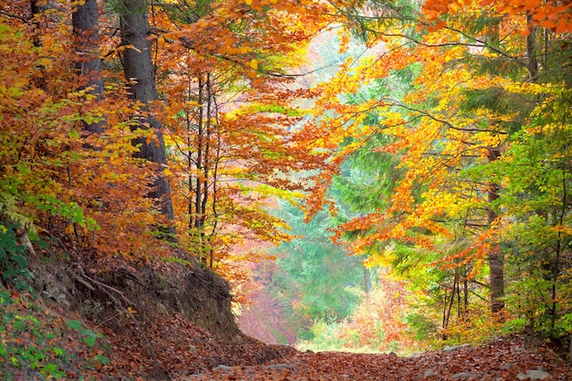 Beautiful Autumn Trees in the colorful forest yellow green and orange leaves