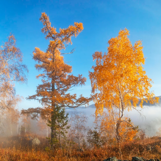 Beautiful autumn view Mixed forest on a background of blue sky