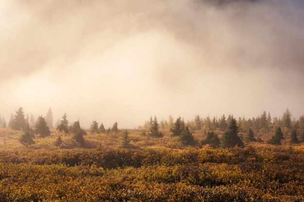 Beautiful autumn wilderness and foggy in the morning at national park