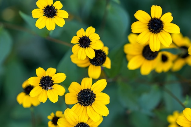 Beautiful autumn yellow flowers on natural background.