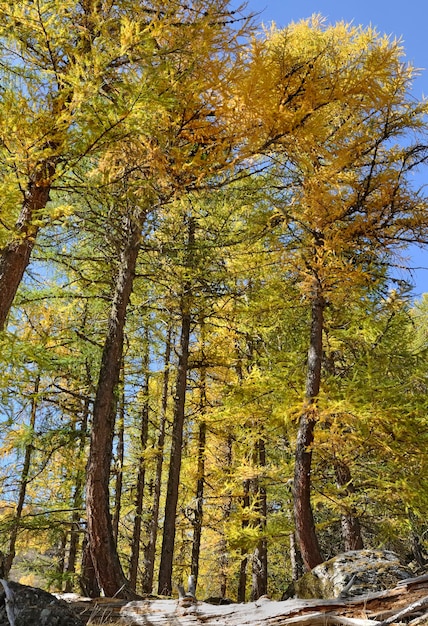 Beautiful autumnal foliage of larche trees in alpine mountain in beginning autumn