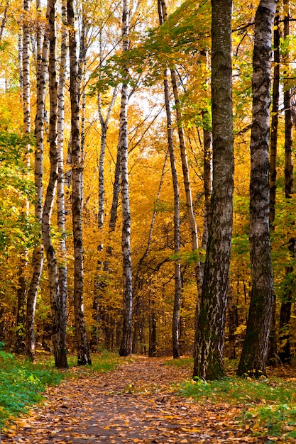 Beautiful autumnal park with colorful leaves