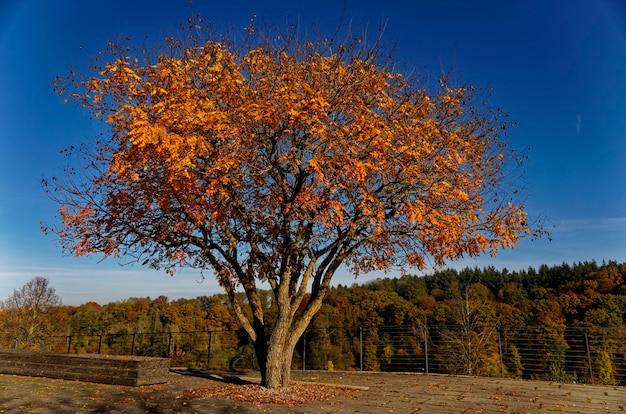 Beautiful autumnal tree in the middle of a field in Allschwil Switzerland