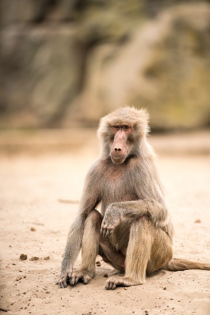 Beautiful baboon