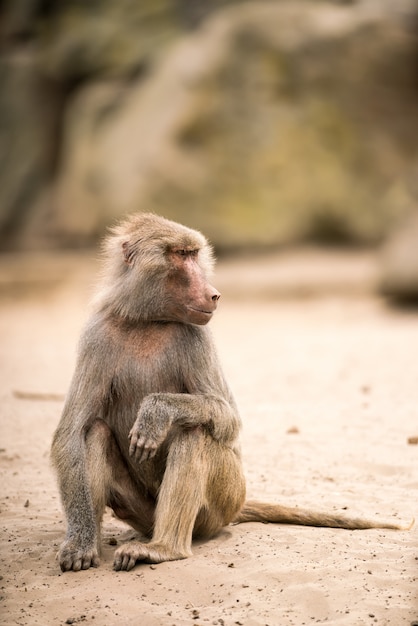 Beautiful baboon