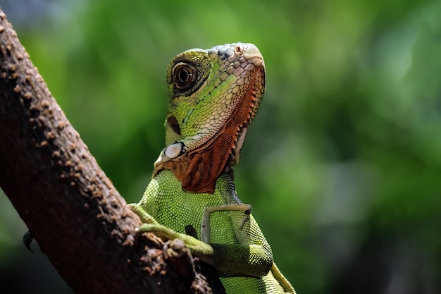 Beautiful baby red iguana closeup head on wood animal closeup