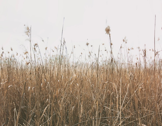 Beautiful background from lots of reeds