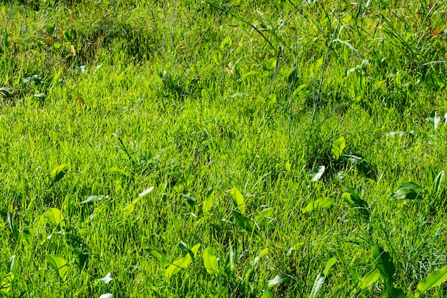 Beautiful background of green sunny grass