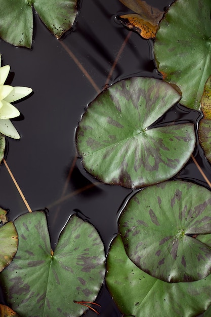 Beautiful background lily pond and leaves