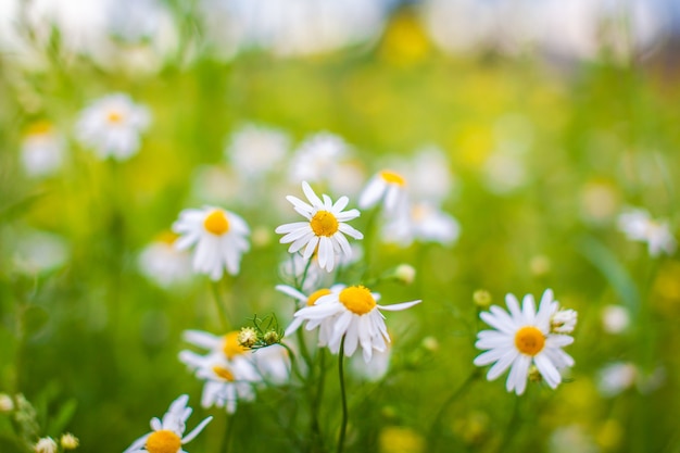 Beautiful background of many blooming daisies field. Chamomile grass. Beautiful meadow in springtime