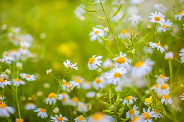 Beautiful background of many blooming daisies field. Chamomile grass close-up. Beautiful meadow in springtime full of flowering daisies with white yellow blossom and green grass