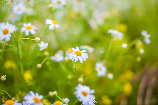 Beautiful background of many blooming daisies field. Chamomile grass close-up. Beautiful meadow in springtime full of flowering daisies with white yellow blossom and green grass