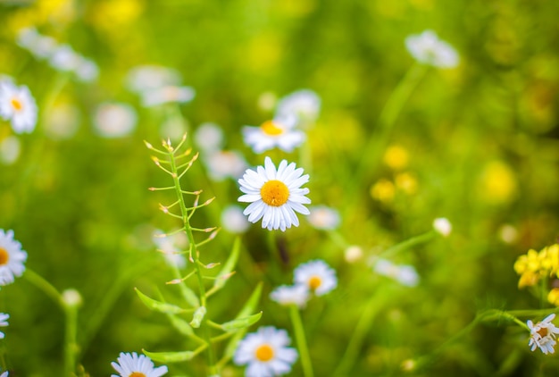 Beautiful background of many blooming daisies field. Chamomile grass close-up. Beautiful meadow in springtime full of flowering daisies with white yellow blossom and green grass